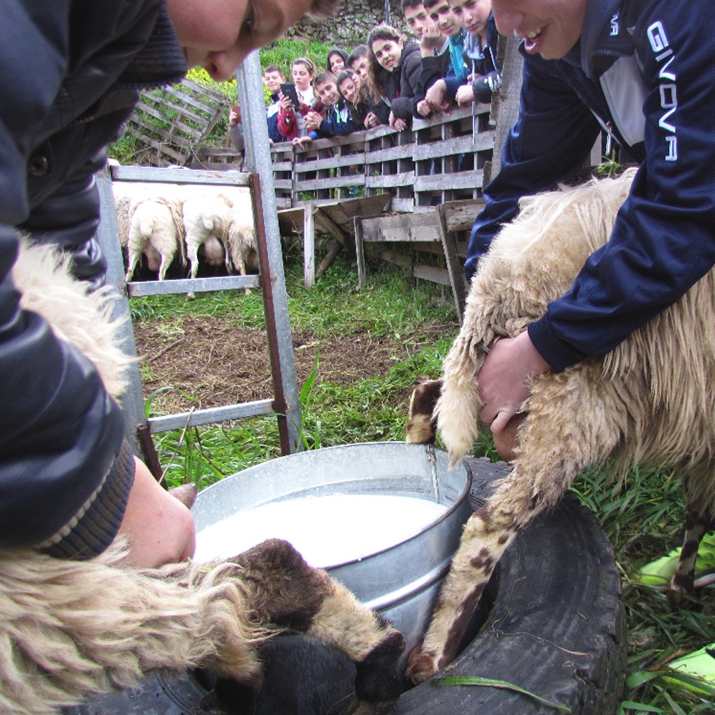 to-spiti-tou-voskou-1024-44